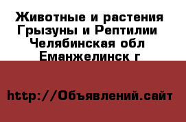 Животные и растения Грызуны и Рептилии. Челябинская обл.,Еманжелинск г.